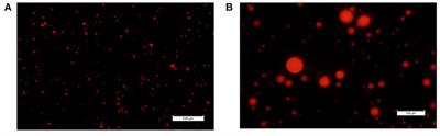 The milk fat globule size governs a physiological switch for biofilm formation by Bacillus subtilis